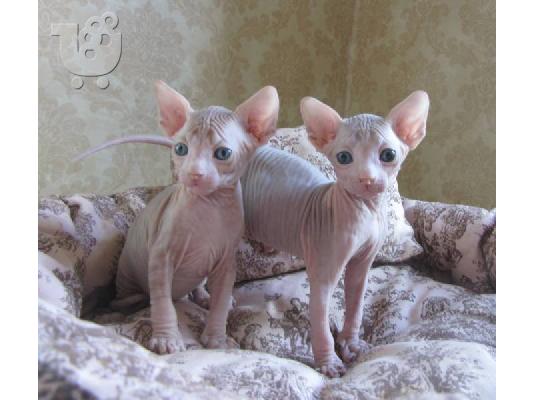 PoulaTo: 	 Sphynx γατάκια για νέες κατοικίες Κόλι με γένι